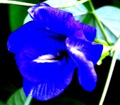 Butterfly_Pea_Double_Flower_(_Clitoria_Ternatea_).JPG