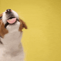 Puppy Tuesday GIF by Diamond Pet Foods