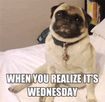 Dogs Wednesday GIF by Marie Claire